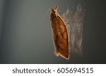 Bug macro