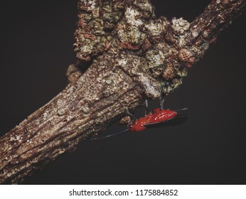 Bug on a branch