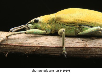 Bug on branch