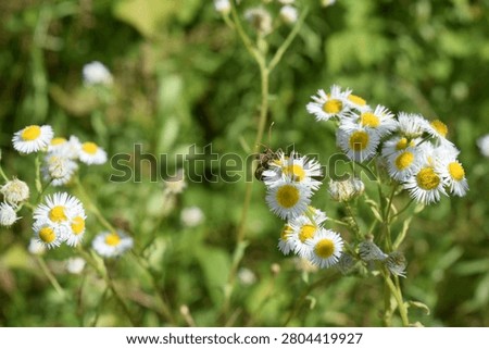 bug on a chamomile plant
