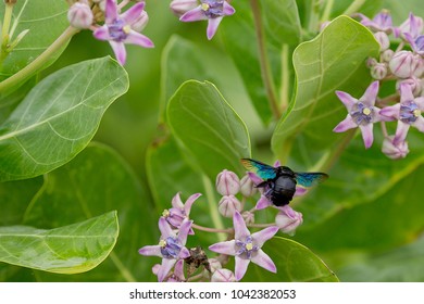 A bug on the flower