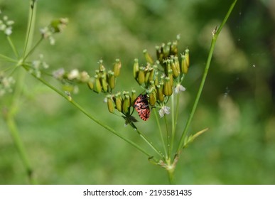 Bug on a flower close up