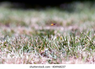 Bug on the fly
