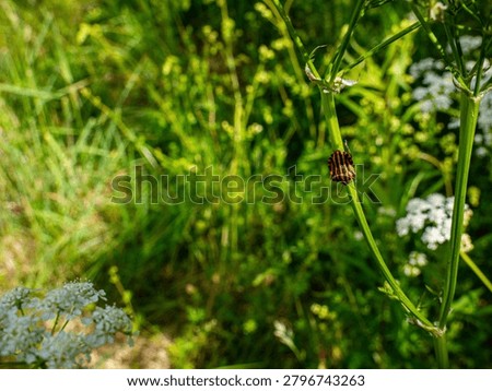 a bug on a green flower 