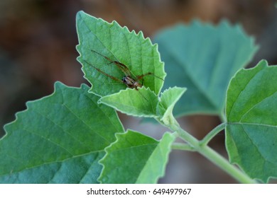 A bug on the green leaf