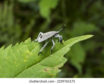 the bug on green leaf close up