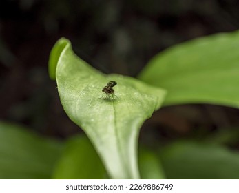 The bug on green leaf close up