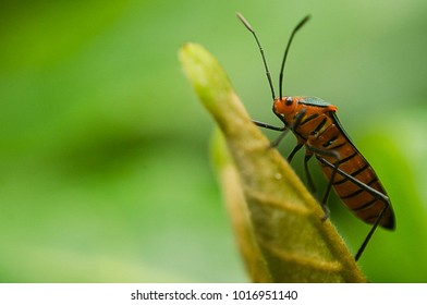 Bug on leaf