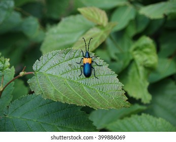 Bug on a leaf 