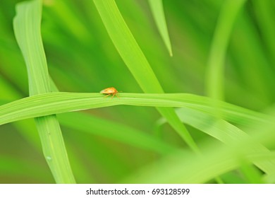 The bug on leaf.