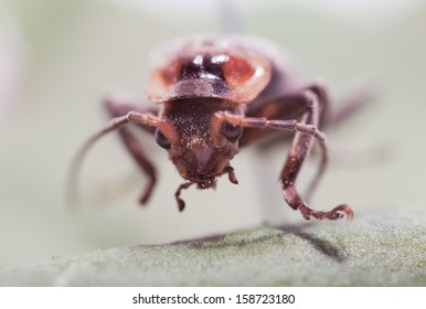 Bug on leaf. Close-up