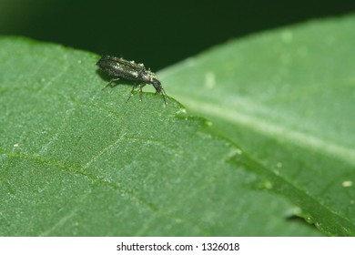 A bug on a leaf - Macro 1:1