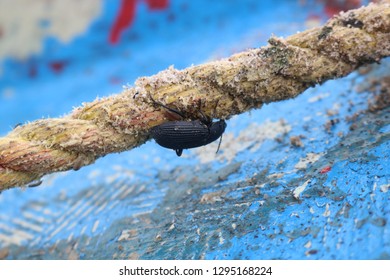 Bug on Rope 