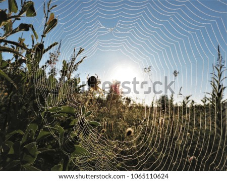 Close-up of a summer meadow against the light at sunset