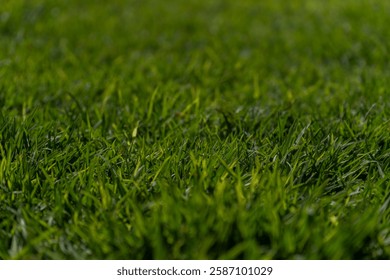 Bug perspective of fresh grass.