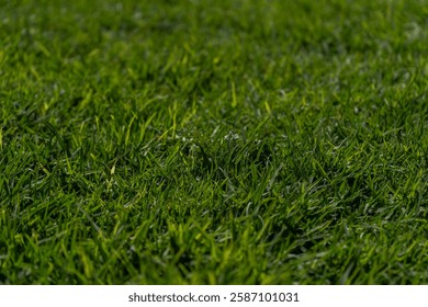 Bug perspective of fresh grass.
