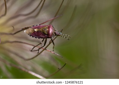 bug in plant macro