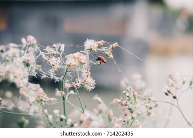A bug, selective focus