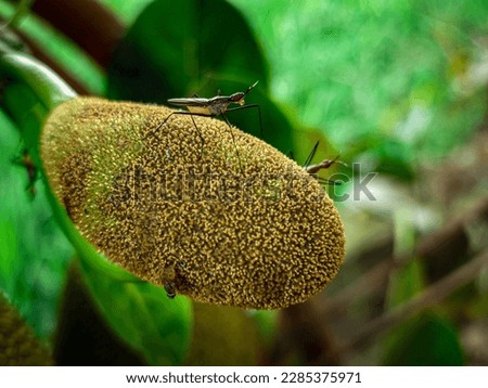 A bug sitting on a bourgeon of jackfruit 