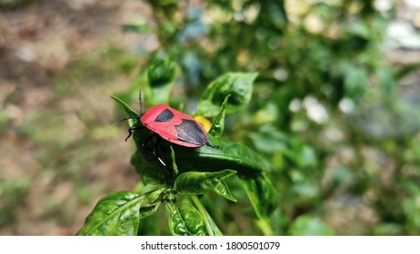 Bug sitting on a branch in forest