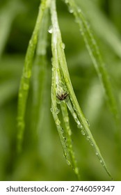 A bug is sitting on a leaf that is wet. The bug is brown and black. The leaf is green and has water droplets on it