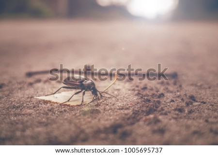 Bug sitting on the road