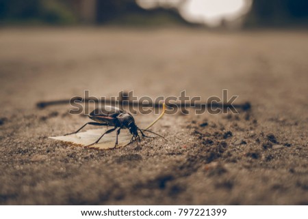 Bug sitting on the road