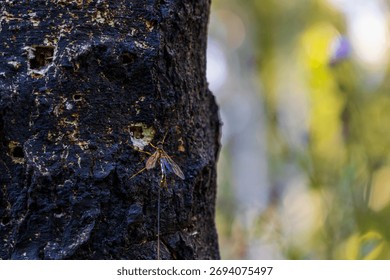 A bug is sitting on a tree trunk. The trunk is black and has holes in it. The bug is brown and has a long body
