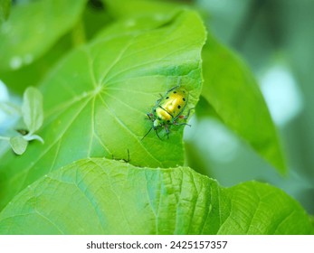 オオバキの葉の上にナナホシキンカメムシ　成虫　カメムシ　jewel bug stink bug Calliphara exellens
