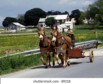 Buggy and mules