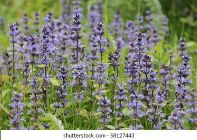 Bugle - Ajuga Reptans Mass Of Flowers In Long Grass