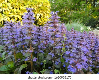 Bugle, Blue Bugle, Bugleherb, Bugleweed, Carpetweed, Carpet Bugleweed 