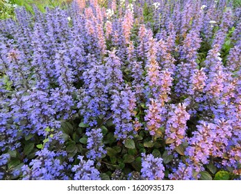 Bugle, Blue Bugle, Bugleherb, Bugleweed, Carpetweed, Carpet Bugleweed 