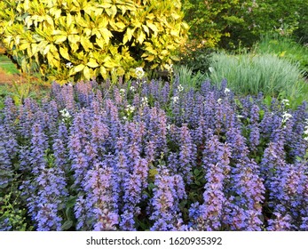 Bugle, Blue Bugle, Bugleherb, Bugleweed, Carpetweed, Carpet Bugleweed 