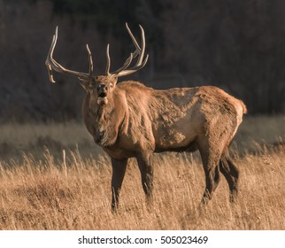 Bugle Boy - A Bull Elk Bugles His Readiness To Mate And His Frustration That The Cows Seem To Be Ignoring Him