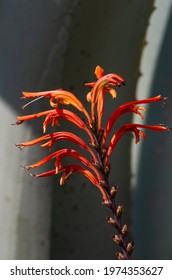 Bugle Lily Framed By Agave Leaves