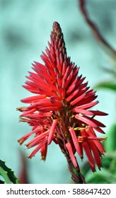 Bugle Lily At Table Mountain, South African Republic