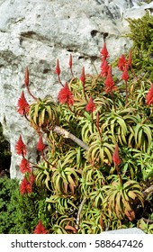 Bugle Lily At Table Mountain, South African Republic