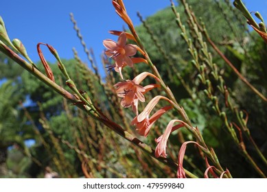 Bugle Lily (Watsonia Hybride) Orange Flowers.