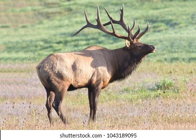 Bugling Bull Elk.