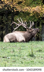Bugling bull elk.