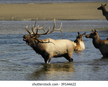 Bugling Bull Elk With His Harem In Fall, Standing In Lake Estes  In  Estes Park, Colorado