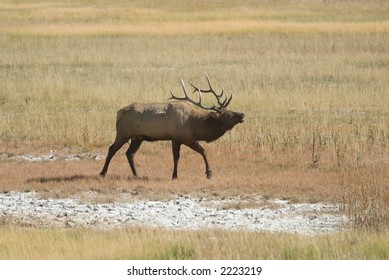 Bugling bull elk, Yellowstone