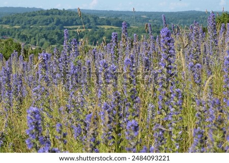 Viper’s bugloss, Echium vulgare, a native British wildflower, bearing spikes of pretty blue and pink flowers, in bloom on greensands, Chantry Wood, Surrey, UK. 