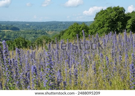 Viper’s bugloss, Echium vulgare, a native British wildflower, bearing spikes of pretty blue and pink flowers, in bloom on greensands, Chantry Wood, Surrey, UK. 