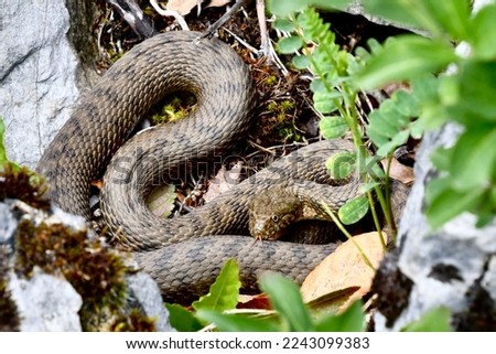 bugloss snake, scientific name natrix maura, taken in Geneva CH.