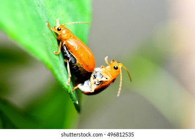 bugs