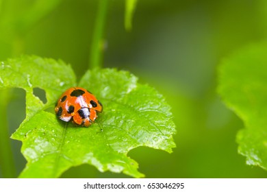The bugs