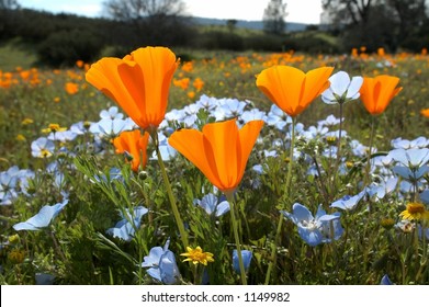 A "bug's eye view" of a field of California spring wildflowers. Taken from the ground looking up...a beautiful way to see!