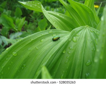 Bugs in green